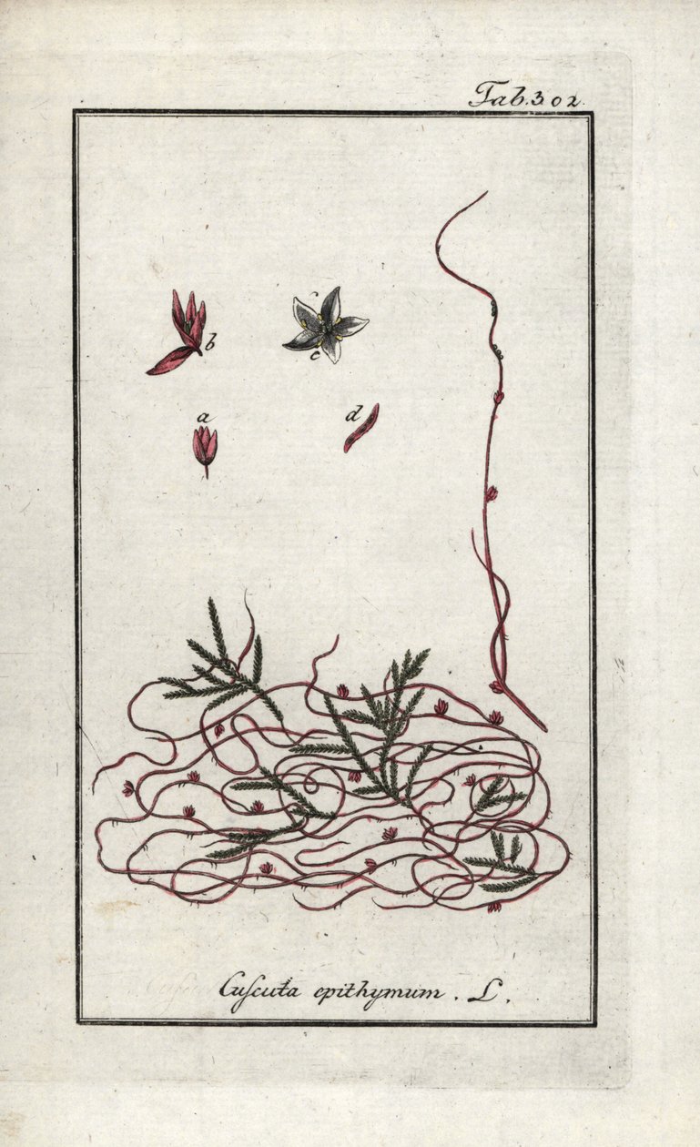 タイム・カスキュートまたは小花カスキュート（Cuscuta epithymum）。オランダ、ヨハネス・ゾーン（1739-1799）の "Afbeelding der Artseny-Gewassen "からのリトグラフ。 作： 無名の画家