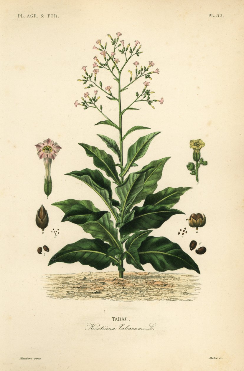 タバコ植物、Nicotiana tabacum、Tabac 作： 不明