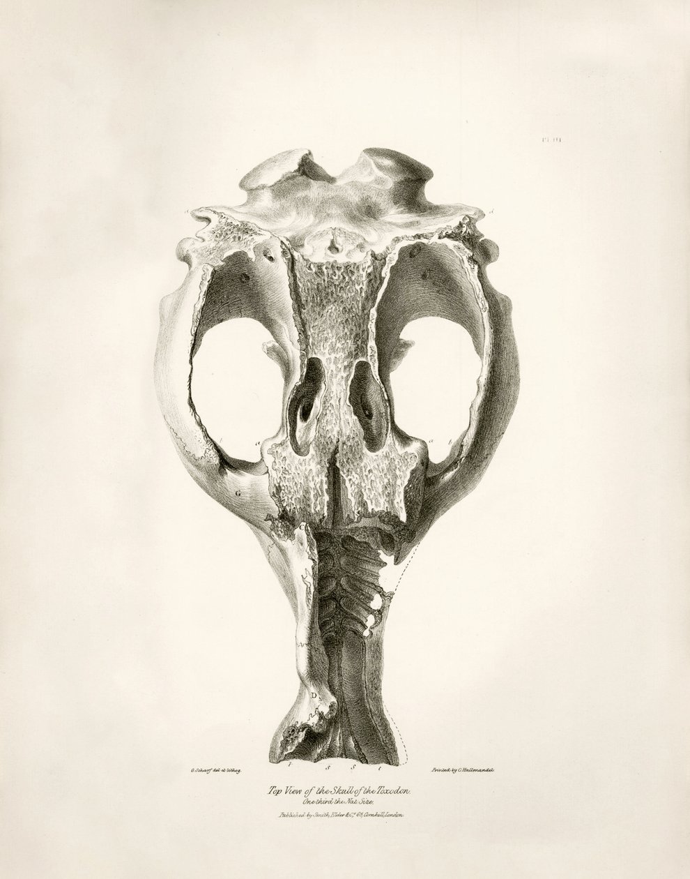 Toxodon-Kranich, ein prähistorisches Tier, das von Charles Darwin in der Nähe von Montevideo, Uruguay, während seiner Erkundungsreise an Bord der Beagle gefunden wurde. Die Zoologie der Reise der H.M.S. Beagle unter dem Kommando von Kapitän Fitzroy in den  von Unbekannter Künstler