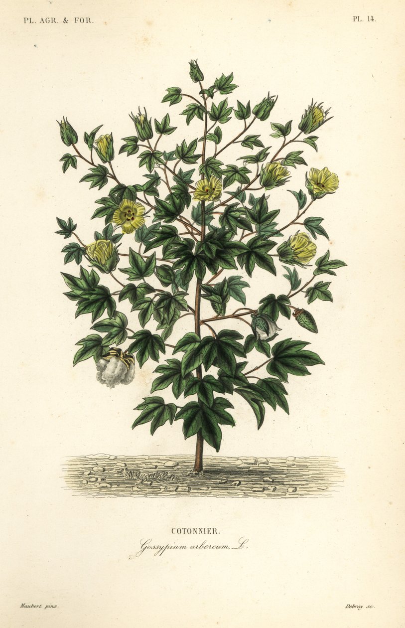 木綿、Gossypium arboreum、Cotoninier 作： 不明