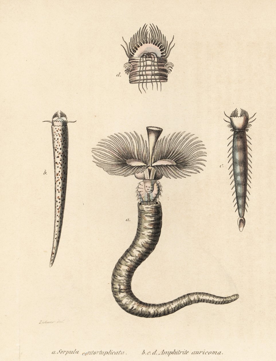 チューブワーム、Serpula vermicularis（Serpula contortuplicata）とファンワーム、Amphictene auricoma（Amphitrite auricoma）。ゲオルク・フリードリッヒ・トライチケの自然史ギャラリー『Naturhistoris』所蔵のゼーナーの図版をもとにゲブハルトが手彩色したリトグラフ。 作： 無名の画家