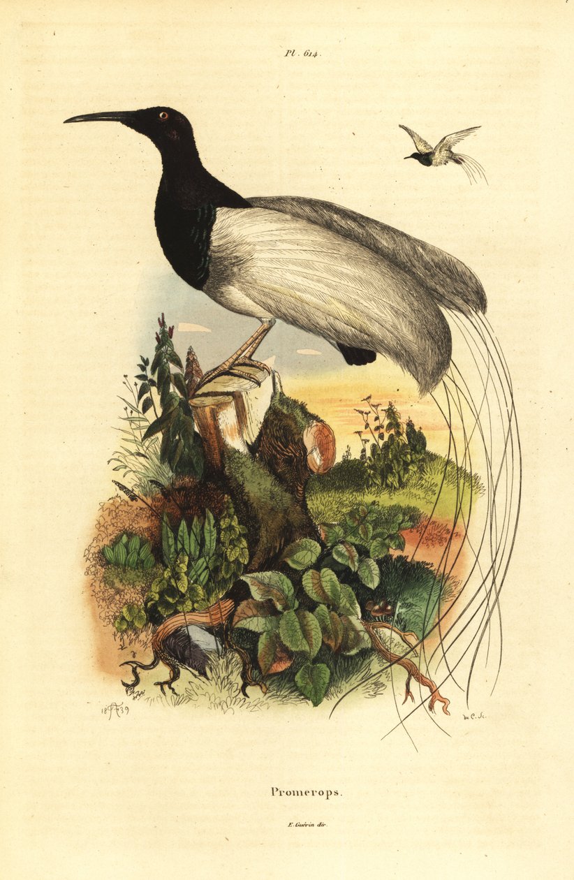 十二支の極楽鳥、Seleucidis melanoleucus 作： 不明