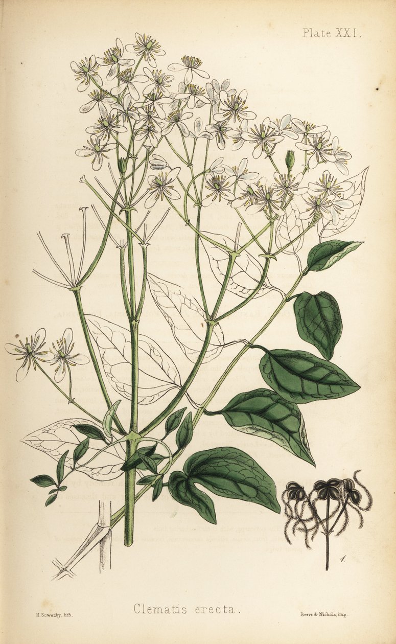 直立した処女の東屋、クレマチス・レクタ（Clematis erecta）。ヘンリー・サワービーによる手彩色リトグラフ、エドワード・ハミルトン著『Flora Homeopathica』より。 作： 無名の画家