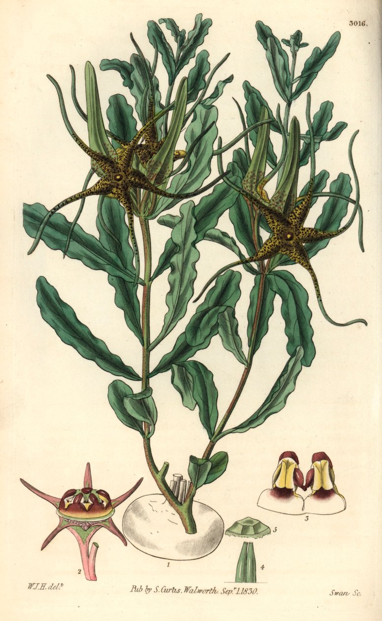 ブラキステルマ（Brachystelma crispum）による変種 - ウィリアム・カーティスの植物誌のためのウィリアム・ジャクソン・フーパー（William Jackson Hooper, 1785-1865）のイラスト、スワン（Swan）のエングレーヴィング。 作： 無名の画家