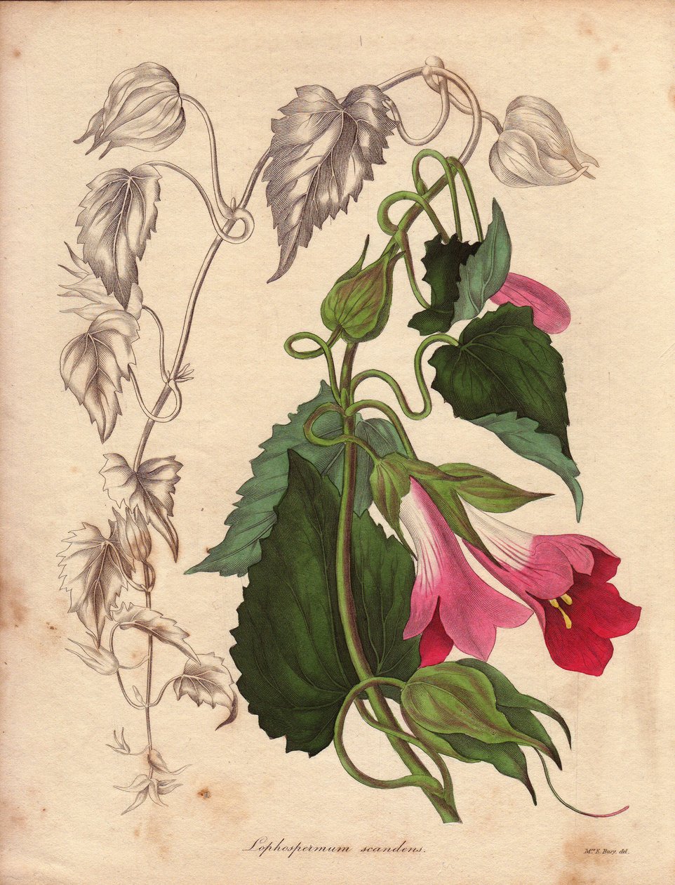 Lophospermum(L.Scandens)の変種で、ピンクと紫の花をつける。ベイツ氏によって発見された種で、メキシコの潅木に広く見られる。この植物はチャールズ・テイリューアのコレクションで栽培され、リヴの植物園にあった。 作： 無名の画家