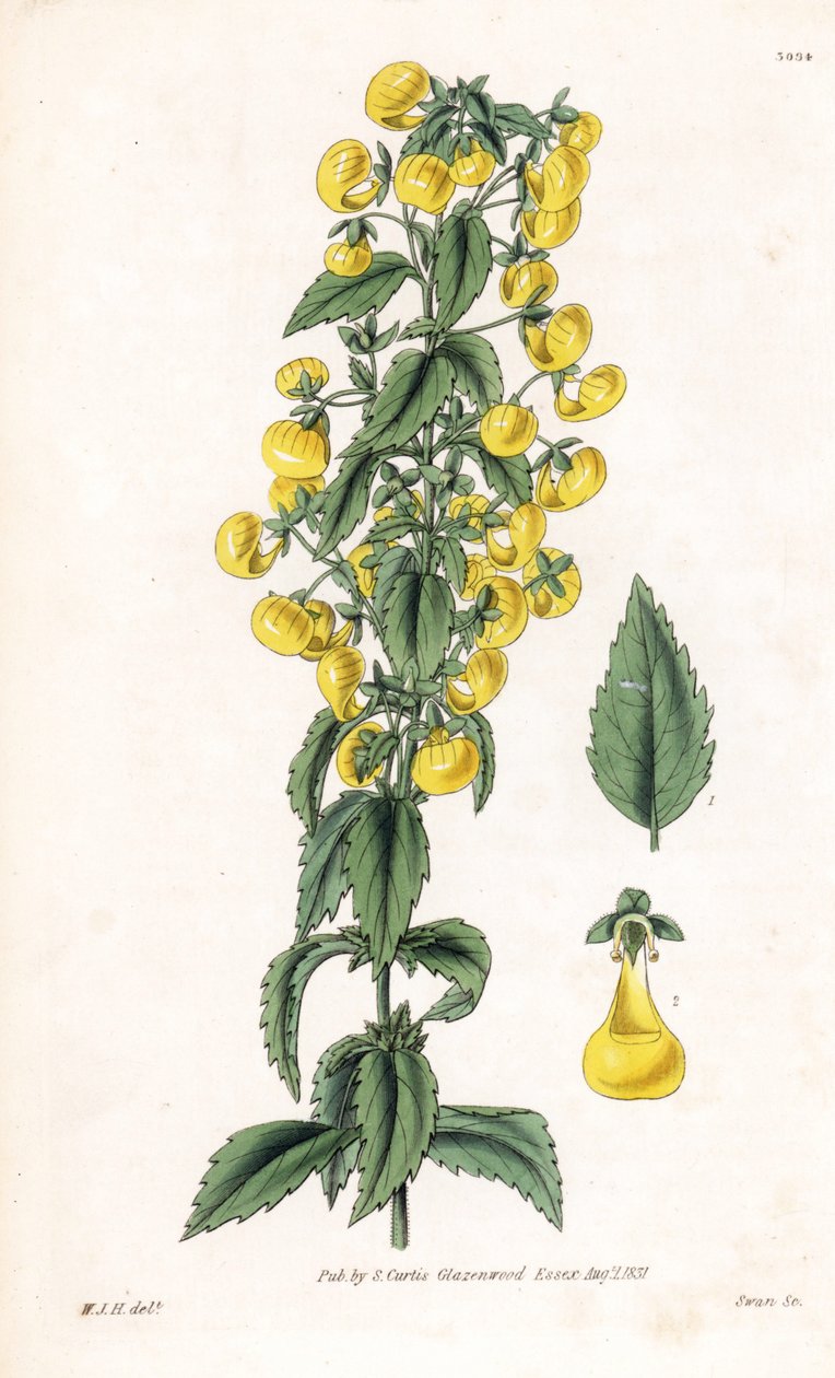 Varietät der Calceolaria oder kleinen Pantoffelblume - Schmalblättrige Pantoffelblume, Calceolaria angustiflora. Handkolorierte Kupferstichgravur von Swan nach einer Illustration von William Jackson Hooker aus Samuel Curtis