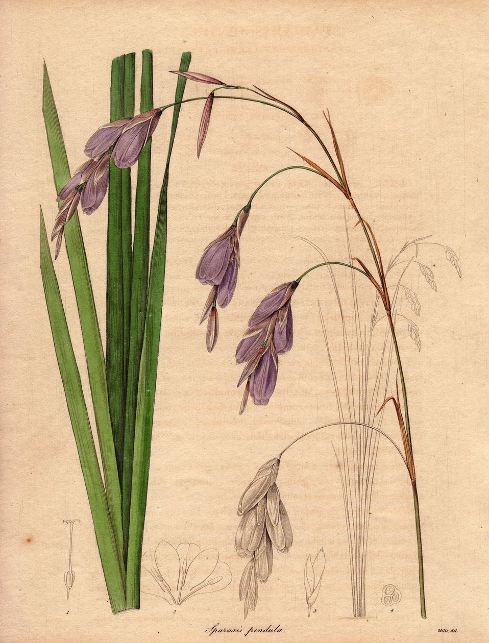 南アフリカ原産のアイリス（Sparaxis pendula）の変種で、薄紫色の垂れ下がった花を咲かせる。R.ミルズ（1836～1842年活躍）による挿絵。ベンジャミン・モーンドの「The Botanist」シリーズ全5巻（1836～1842年刊行）に掲載。 作： 無名の画家