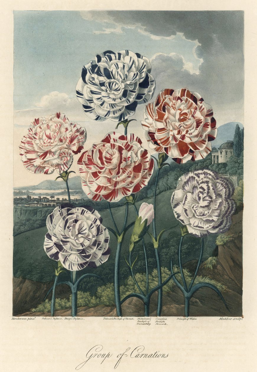 ロバート・ソーントン博士（1768-1837）著『The Temple of Flora』より抜粋。 作： 無名の画家
