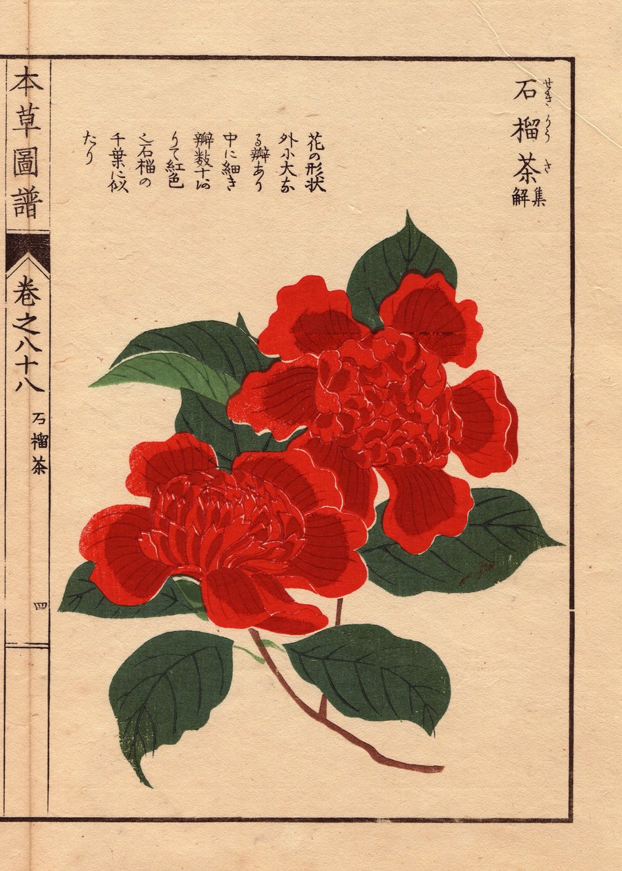日本椿（Thea japonica Nois）の品種：セキリュウソウ。岩崎灌園（1786-1842）の木版画、植物学、昆虫学、日本動物学。 作： 無名の画家