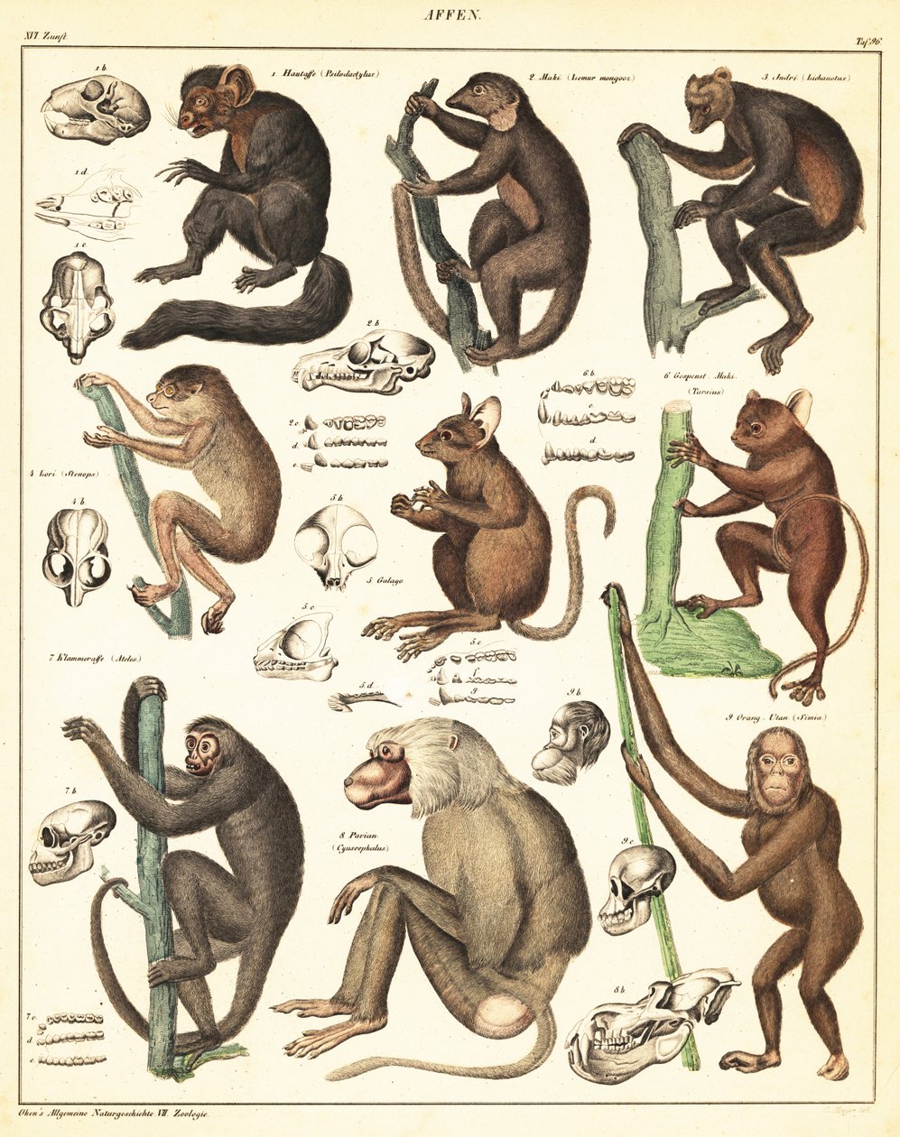 類人猿の品種。 1841年（リトグラフ） 作： 無名の画家