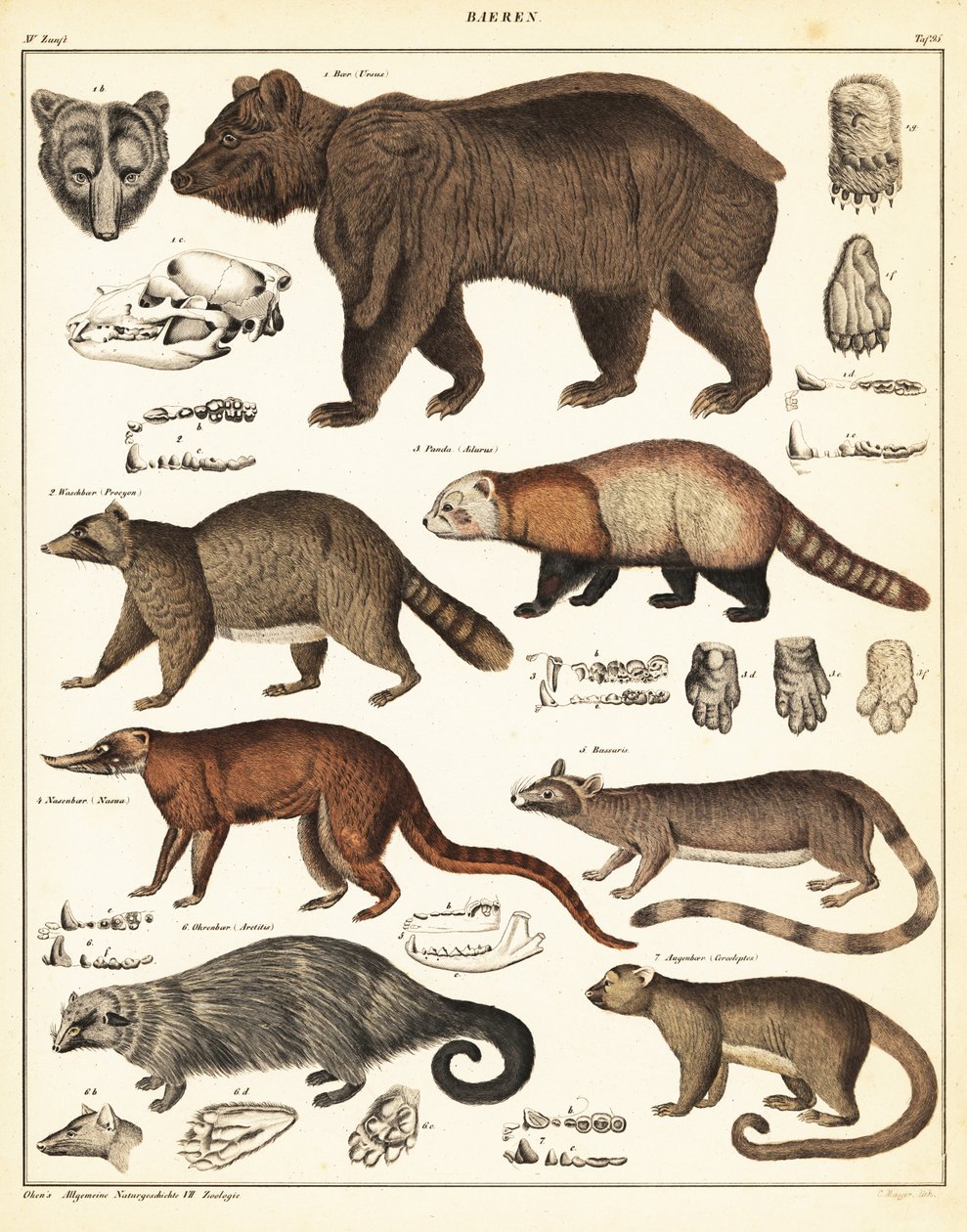 クマの品種、1841年（リトグラフ） 作： 無名の画家