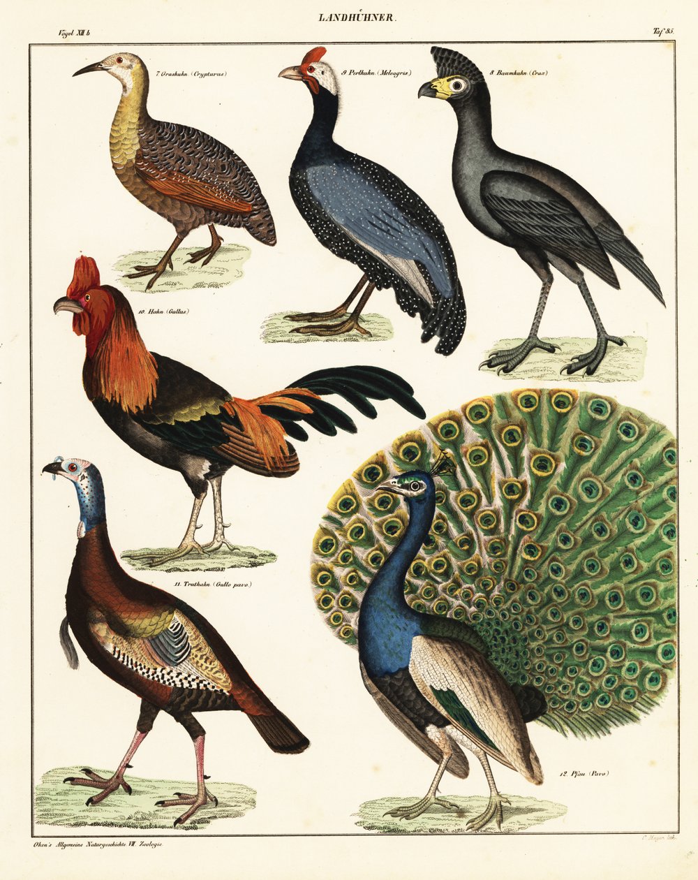 鳥の品種。 1841年（リトグラフ） 作： 無名の画家