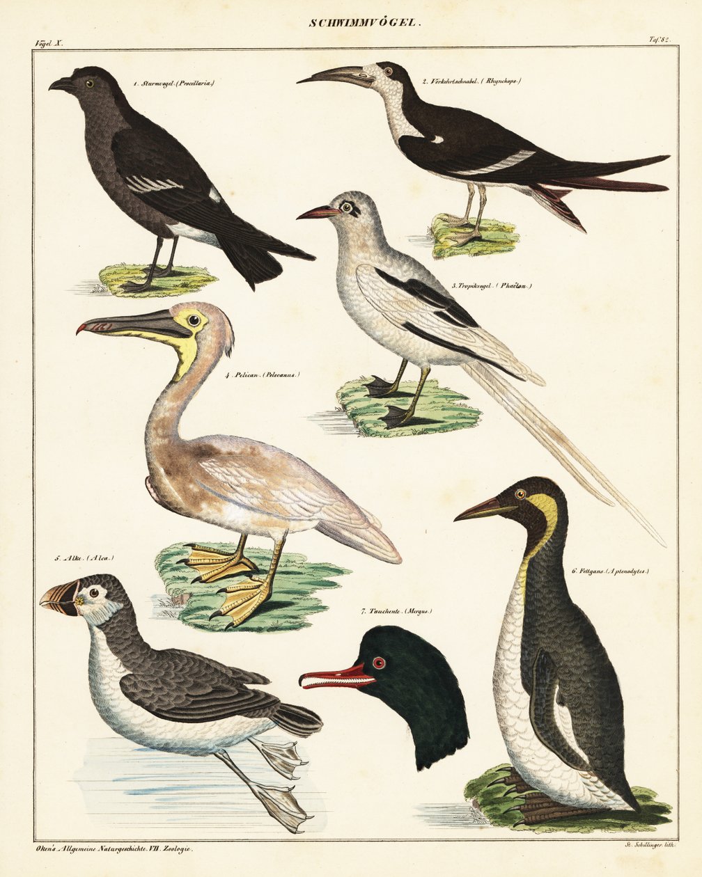 海鳥の品種。 1841年（リトグラフ） 作： 無名の画家