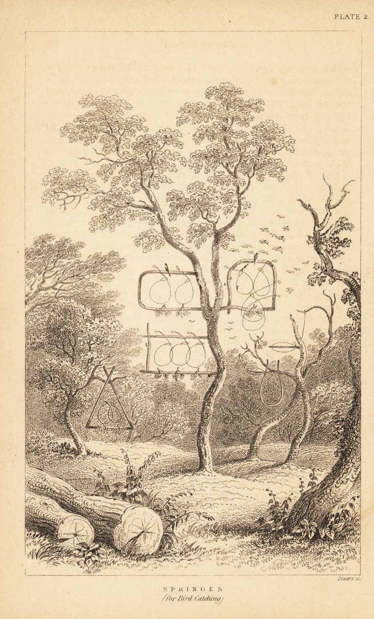 鳥捕り用ワイヤートラップ各種。 1889年（彫刻） 作： 無名の画家