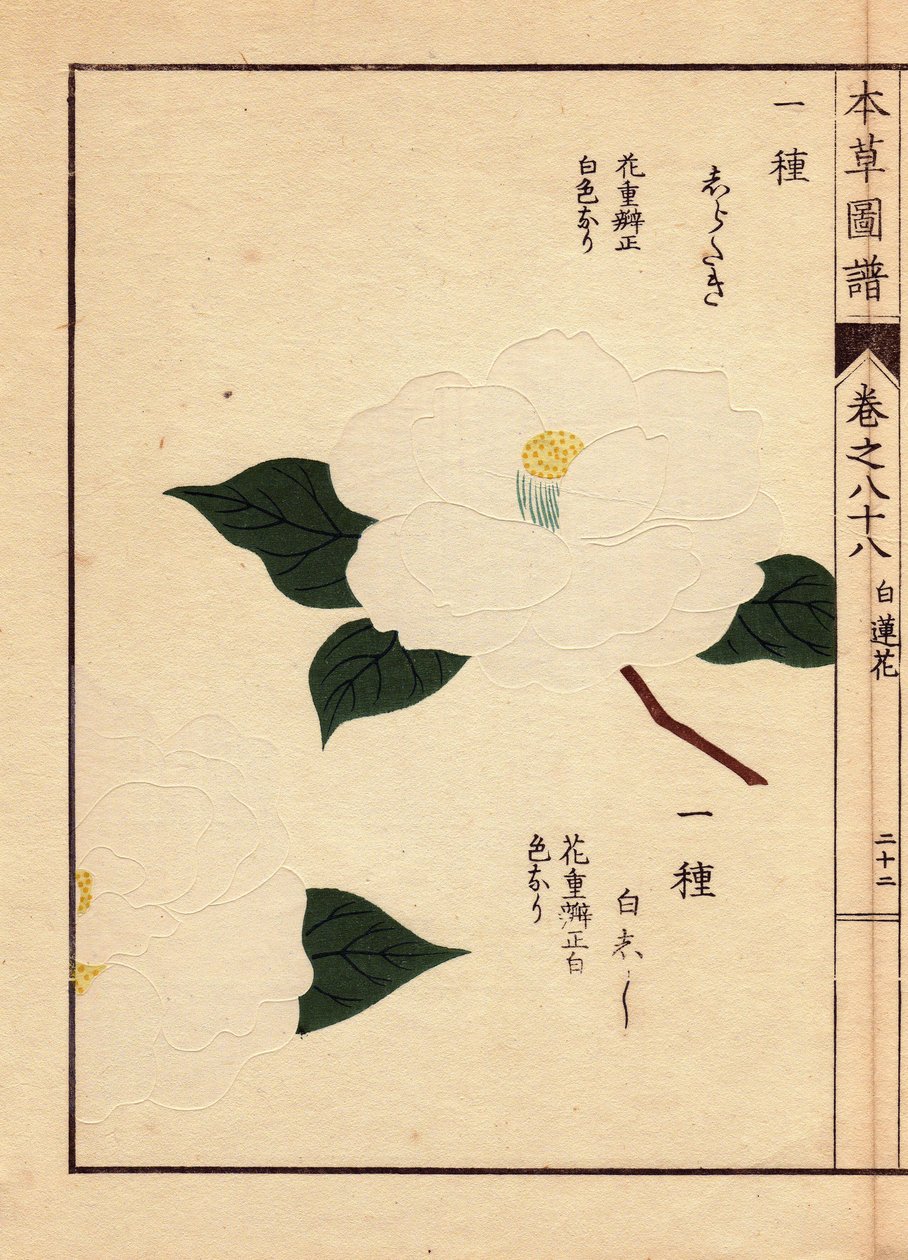 日本産カメリア（テア・ジャポニカ・ノイス）の品種：白滝と白獅子、白い花。岩崎灌園（1786-1842）植物学者、昆虫学、日本動物学の木版画、1884年『本草図譜』に掲載。 作： 無名の画家