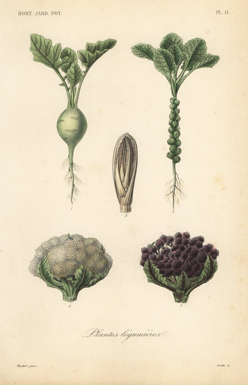 野菜、植物（Plantes legumieres 作： 不明