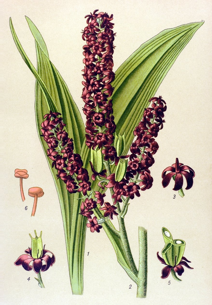 有毒植物 (有毒): Black veratre (Veratrum nigrum) 作： 無名の画家