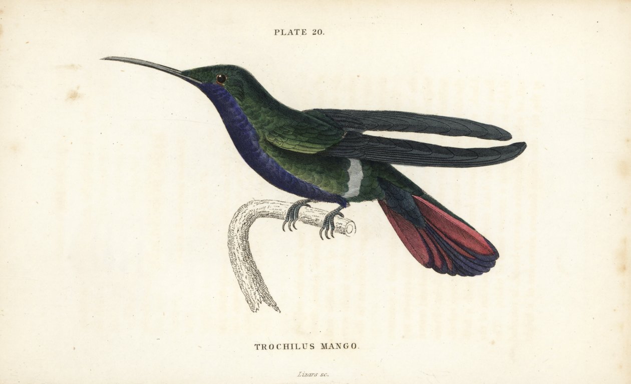 Veraguan mango, Anthracothorax veraguensis（マンゴーハチドリ、Trochilus mango）。Sir William Jardine