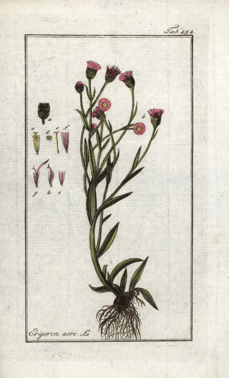 エクリ（Erigeron acris）。オランダ、ヨハネス・ゾーン（1739-1799）作「アルテニー・ゲヴァッセンの絵」のリトグラフ。 作： 無名の画家