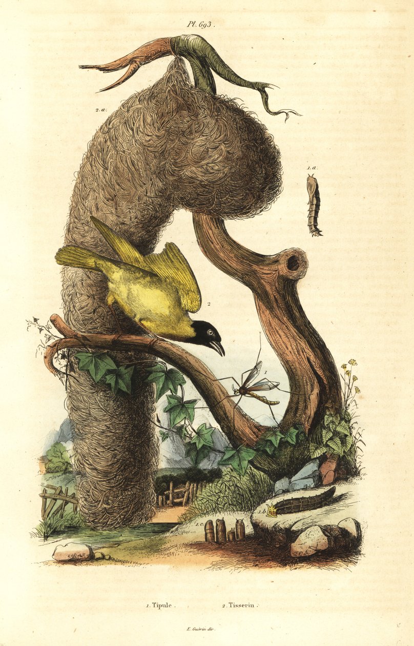 ビレッジウィーバーバードと巣（Ploceus cucullatus）、ツルバエ（Tipula species）。 作： 不明