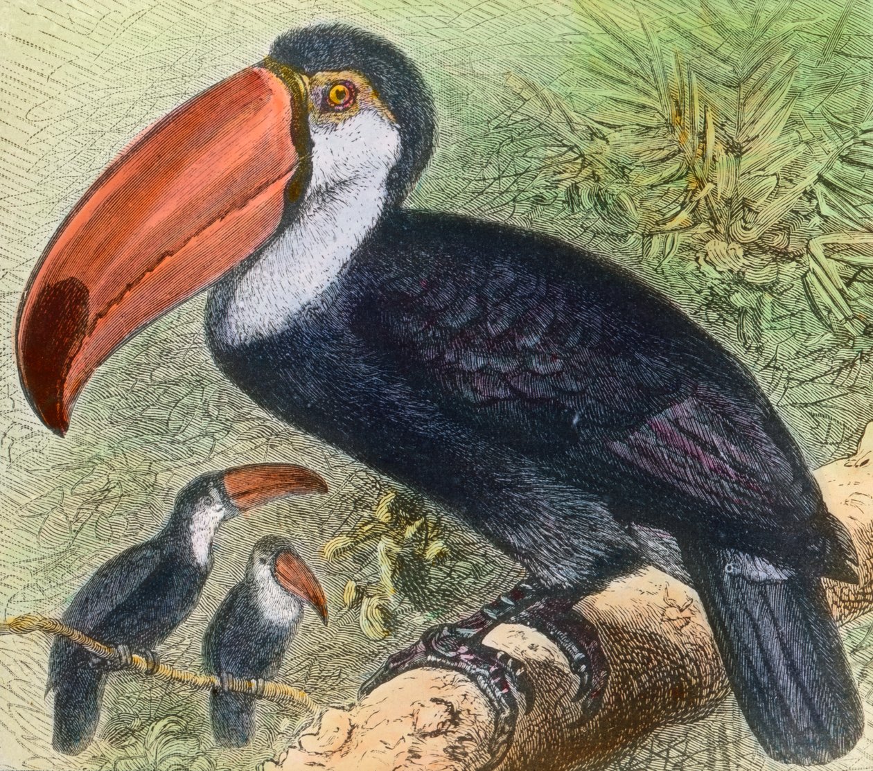 動物園の鳥類部門の見学 作： 無名の画家