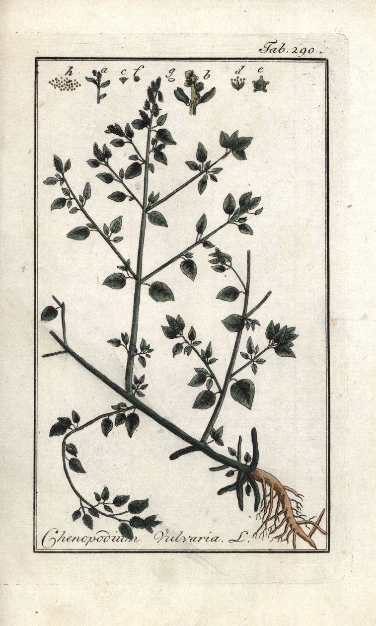 外套膜（Chenopodium vulvaria）。オランダ、ヨハネス・ツォーン（1739-1799）作「Artseny-Gewassenの絵」のリトグラフ。 作： 無名の画家