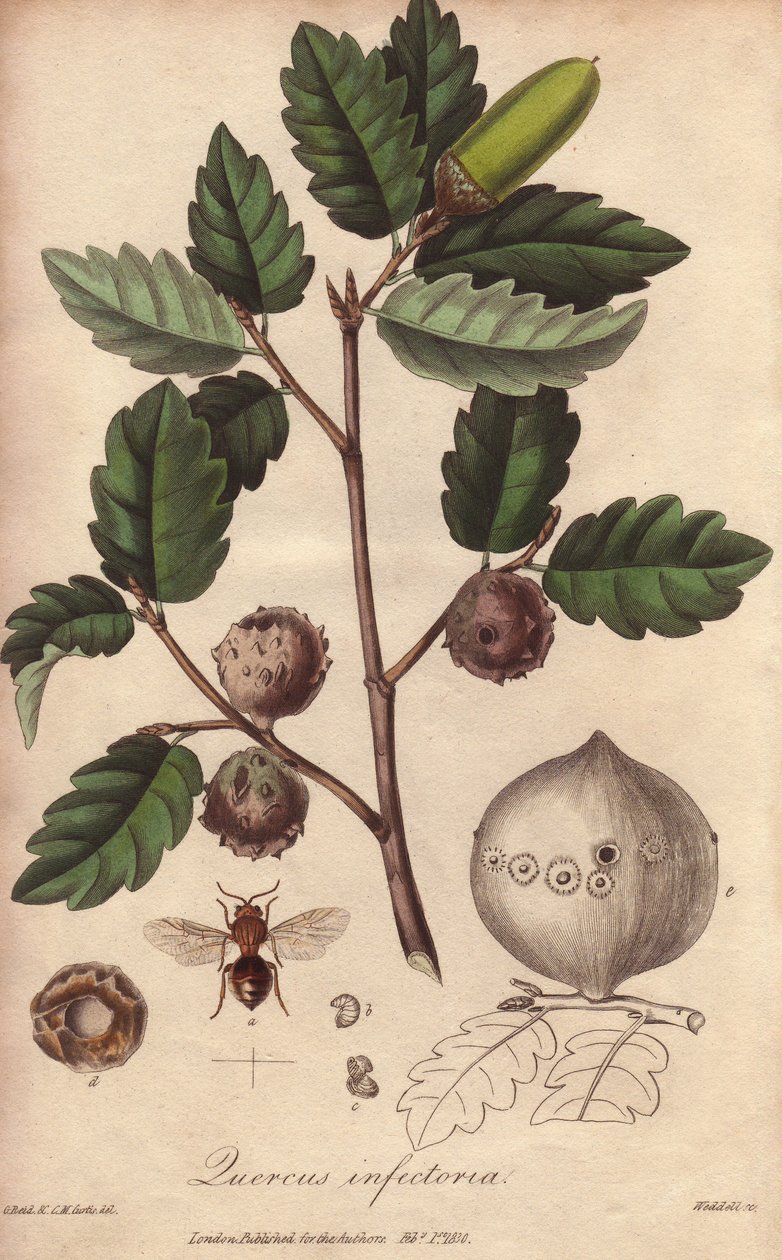 Wales-Eiche (Quercus infectoria) - Illustration aus „Medical Botanical, Description of the Medicinal Plants of London, Edinburgh and Dublin“ von John Stephenson und James Morss Churchill von Unbekannter Künstler