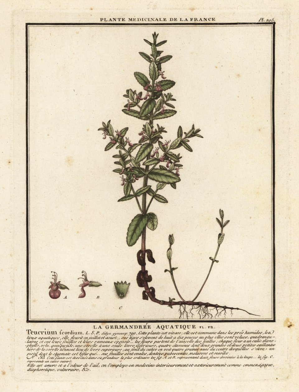 水ジャーマンダー、Teucrium scordium。 作： 無名の画家