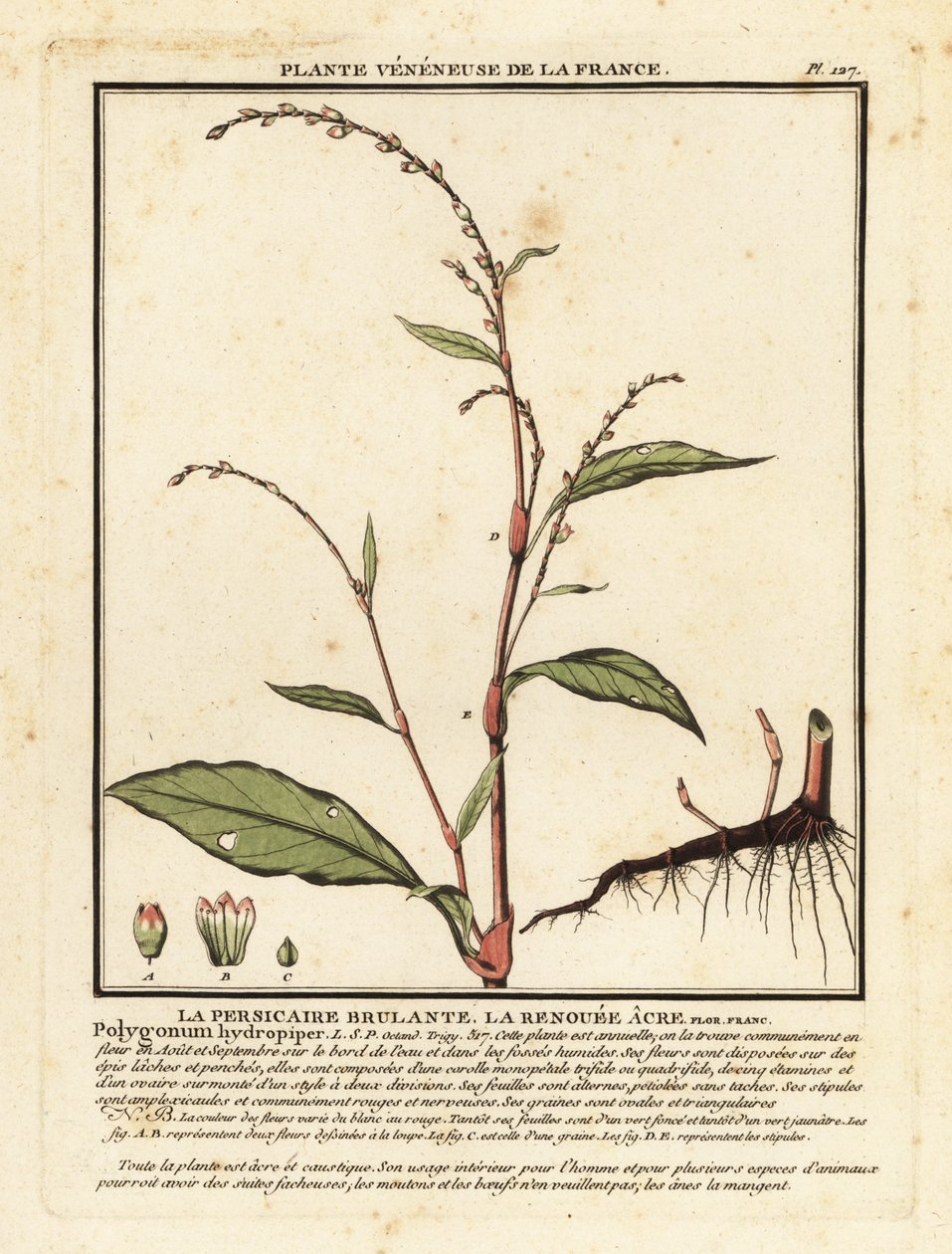 水コショウ、Persicaria Hydropiper。 作： 無名の画家