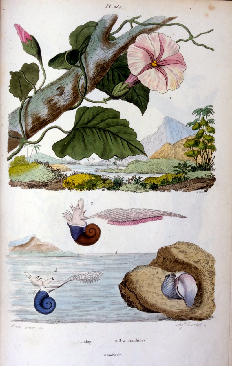 カタツムリ；F. E. ゲランによる植物学・動物学イラスト。自然史・自然現象辞典-1833/1834より 作： 無名の画家