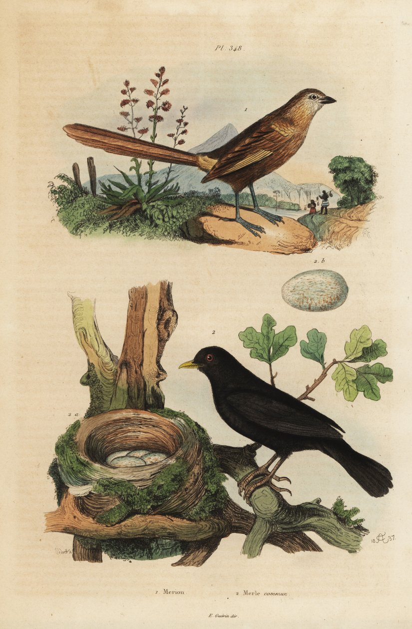 Western grasswren, Amytornis textilis 1 と common blackbird with nest and eggs, Turdus merula 2.メリオン、マールコミューン 作： 不明
