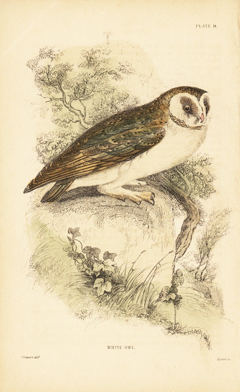 白いフクロウまたはメンフクロウ、ティト アルバ、岩の上に腰掛け。 1889年（彫刻） 作： 無名の画家