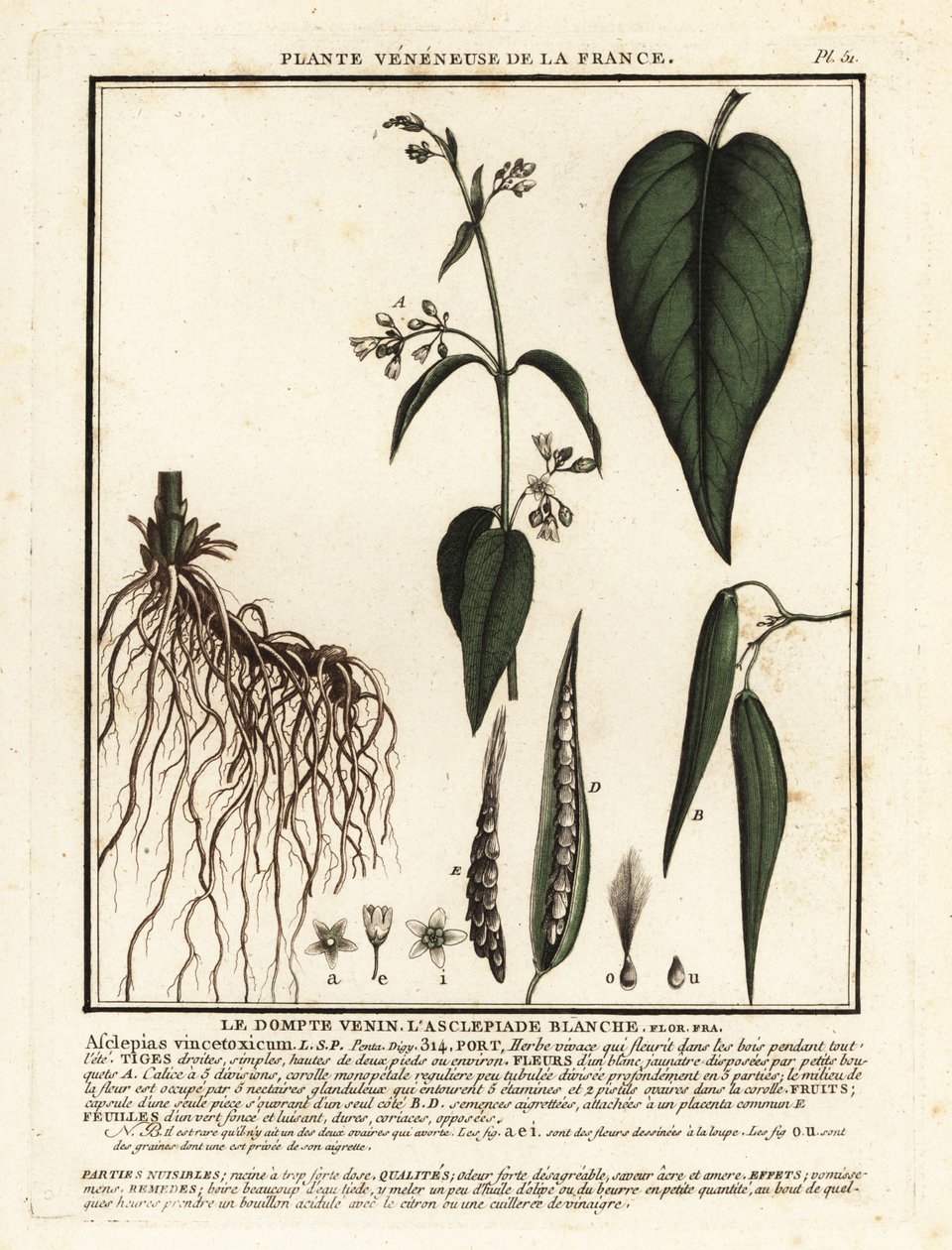 白いツバメ麦汁、Vincetoxicum hirundinaria。 作： 無名の画家