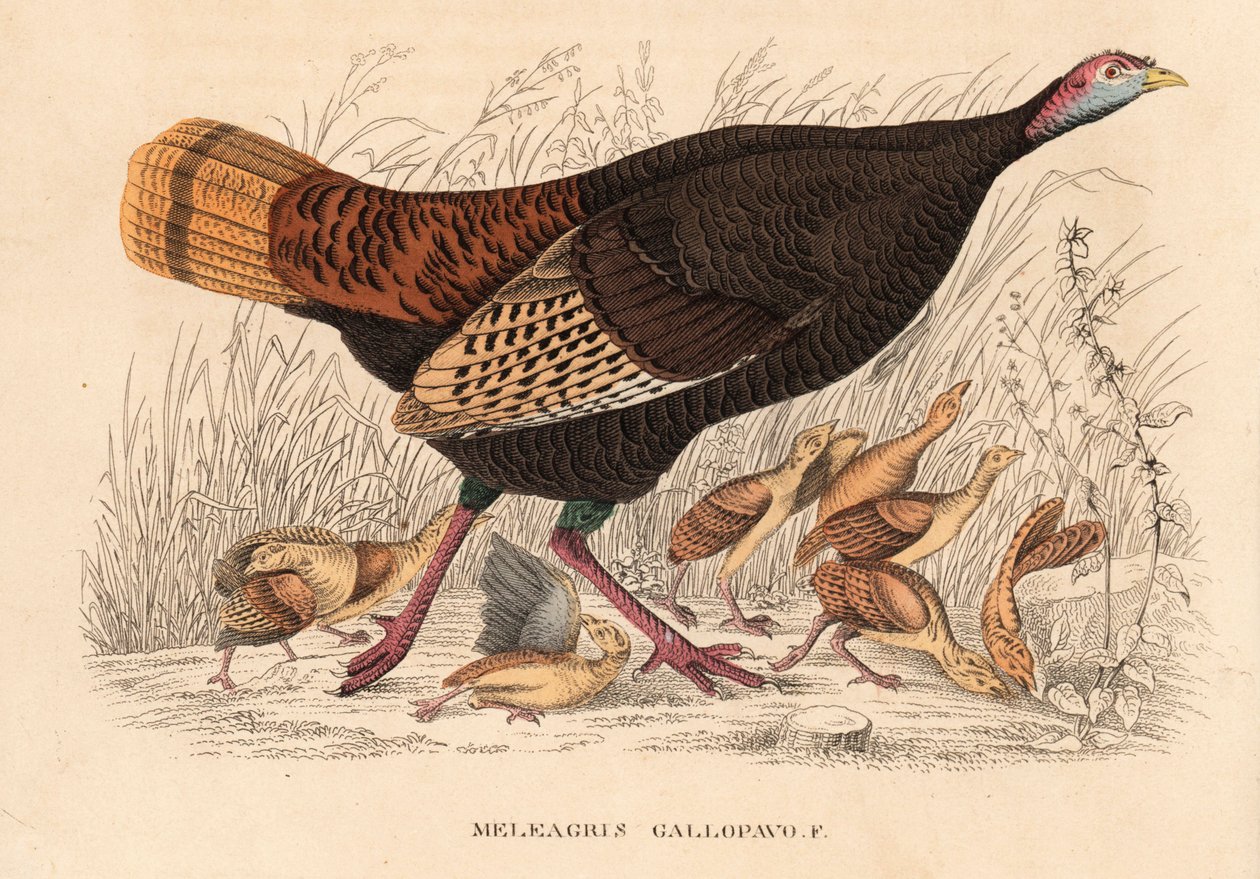 野生の七面鳥、Meleagris gallopavo、雛を連れた雌鳥。ゲオルク・フリードリッヒ・トライチケの自然史ギャラリー、ティエライヒ自然史ビルダーザール、リエプツィヒ所蔵の手彩色リトグラフ。 作： 無名の画家