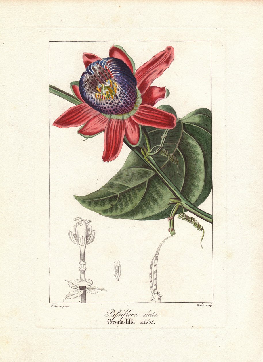 ブラジル原産の翼状茎のパッション・フラワー、Passiflora alata。モルダン・ド・ローネ著『アマチュアのための一般書』所収のパンクレース・ベッサによる植物図版をもとに、グーレが銅に手彩色したスティップル・エングレーヴィング。 作： 無名の画家