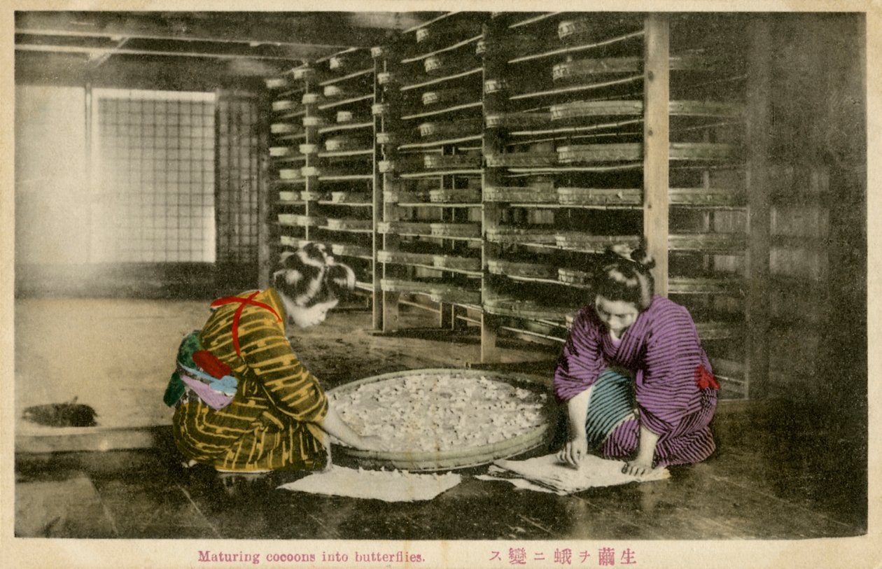蚕の繭を熟成させる女性たち 作： 無名の画家