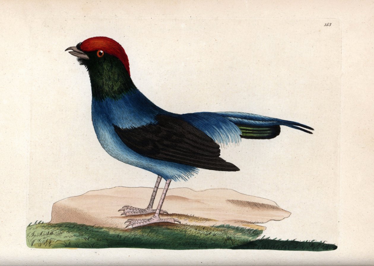 ワンダフル・マナキン（Chiroxiphia linearis）。無署名のイラスト（George ShawとFrederick nodder）。The Naturalist