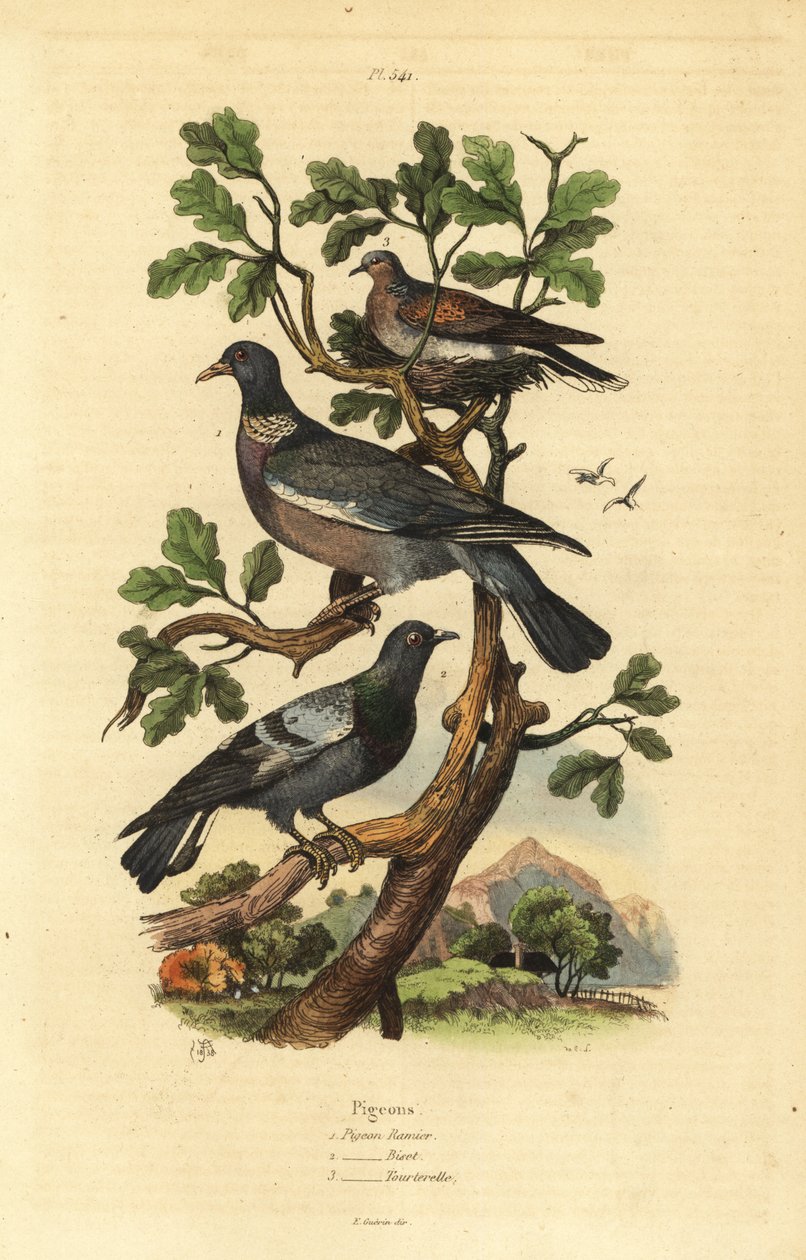 ウッドピジョン（Columba palumbus）、コモンピジョン（Columba livia）、キジバト（Streptopelia risoria）。 作： 不明