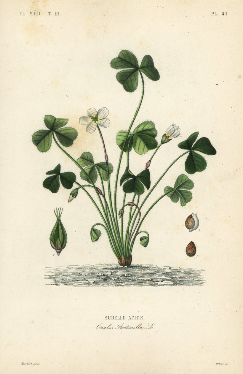 ウッドソレル、Oxalis acetosella、Surelle acide 作： 不明