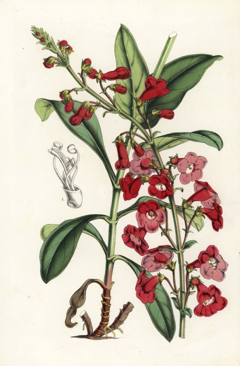 ライトヒゲタンポポ（Pentstemon wrightii）。Louis van Houtte and Charles Lemaire
