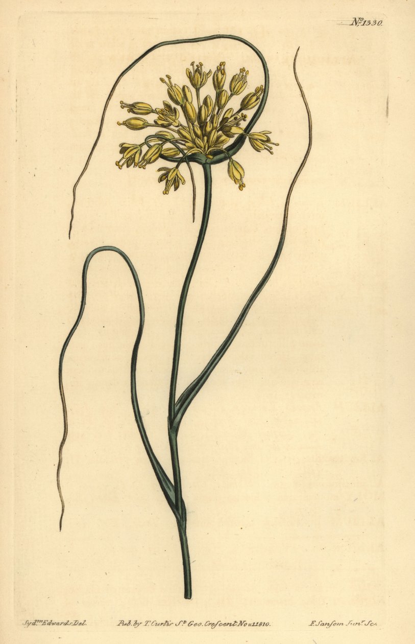 イエローガーリック、Allium flavum 作： 不明