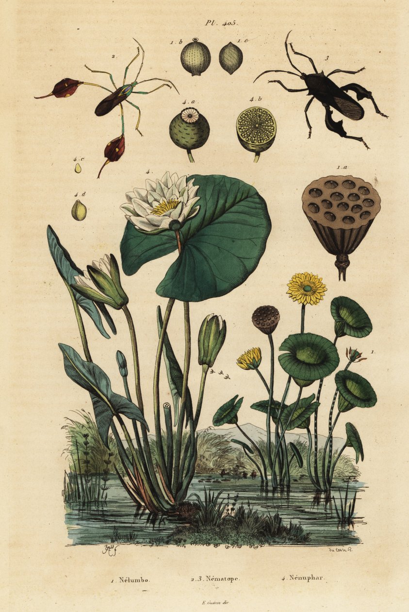 黄蓮（Nelumbo lutea）1、ハダカデバネズミ（Anisoscelis foliaceus）2とAnoplocnemis curvipes 3、白水蓮（Nymphaea alba）4などが挙げられます。 作： 不明