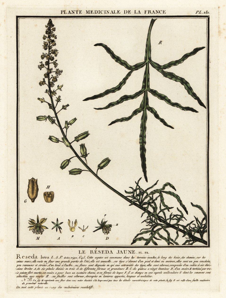 黄色のミニョネット、Reseda lutea。 作： 無名の画家