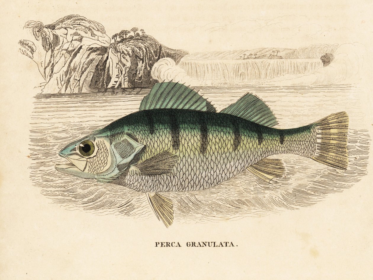 イエロー・パーチ、Perca flavescens（グラニュレーテッド・パーチ、Perca granulata）。Georg Friedrich Treitschkeの自然史ギャラリー、Naturhistorischer Bildersaal des Thierreiches、Liepzig-1842所蔵の手彩色スチール・エングレーヴィング。 作： 無名の画家