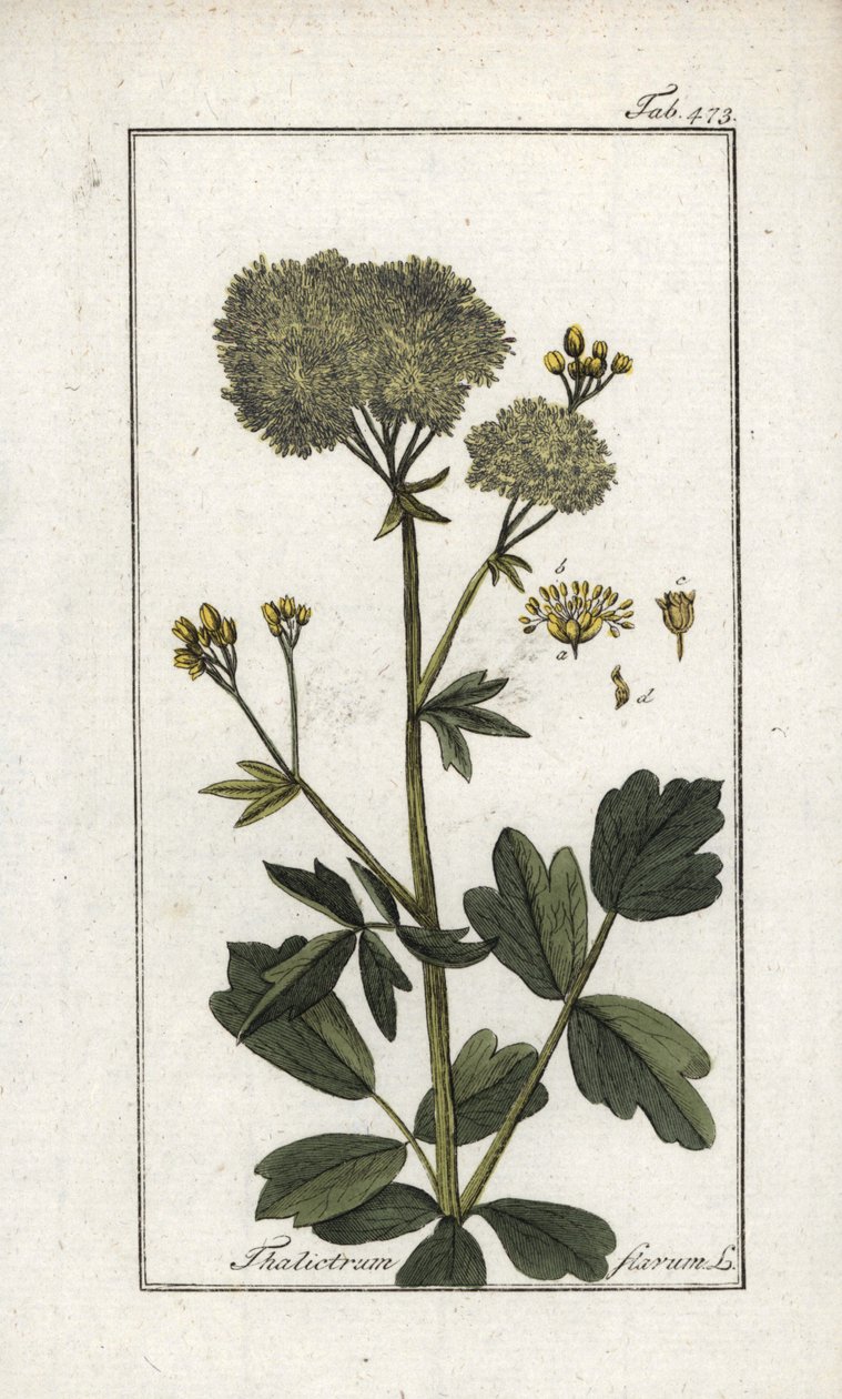 黄色いピガモン（Thalictrum flavum）。オランダ、ヨハネス・ゾーン（1739-1799）作 "Afbeelding der Artseny-Gewassen "からのリトグラフ。 作： 無名の画家