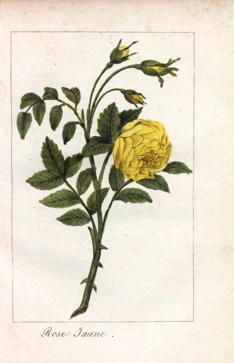 イエロー・ピンク、イエロー・ピンク、ロサ・ルテア。1815年頃、パリの "Hommage rendu a la Rose "に掲載されたプリュドム女史の挿絵の手彩色銅版画。バラの歴史と12点の植物細密画が掲載されたギフトブック。 作： 無名の画家