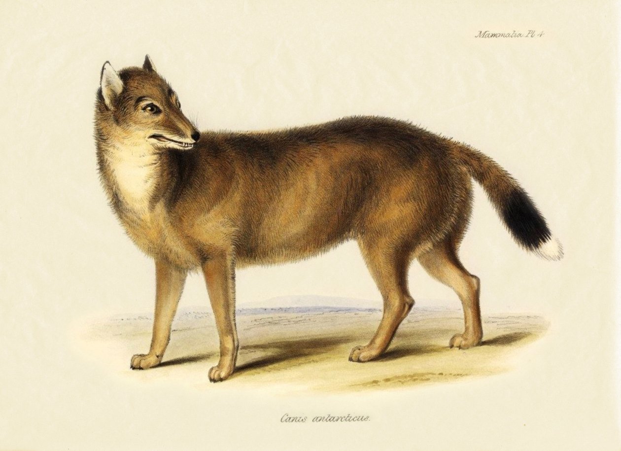 動物学チャールズ・ダーウィン（1809-1882）がビーグル号の旅で観察したフォークランドギツネ（Canis antarticus）。The Zoology of the Voyage of H.M.S. Beagle Under the Command of Captain Fitzroy, R.N., During the Years 1832 to 1836 "のプレート。 作： 無名の画家