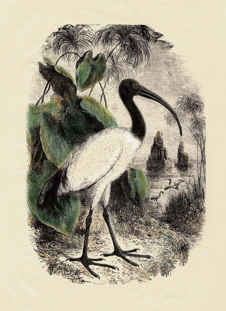 動物学：サクレトキ（Threskiornis aethiopicus）、19世紀の版画 作： 無名の画家