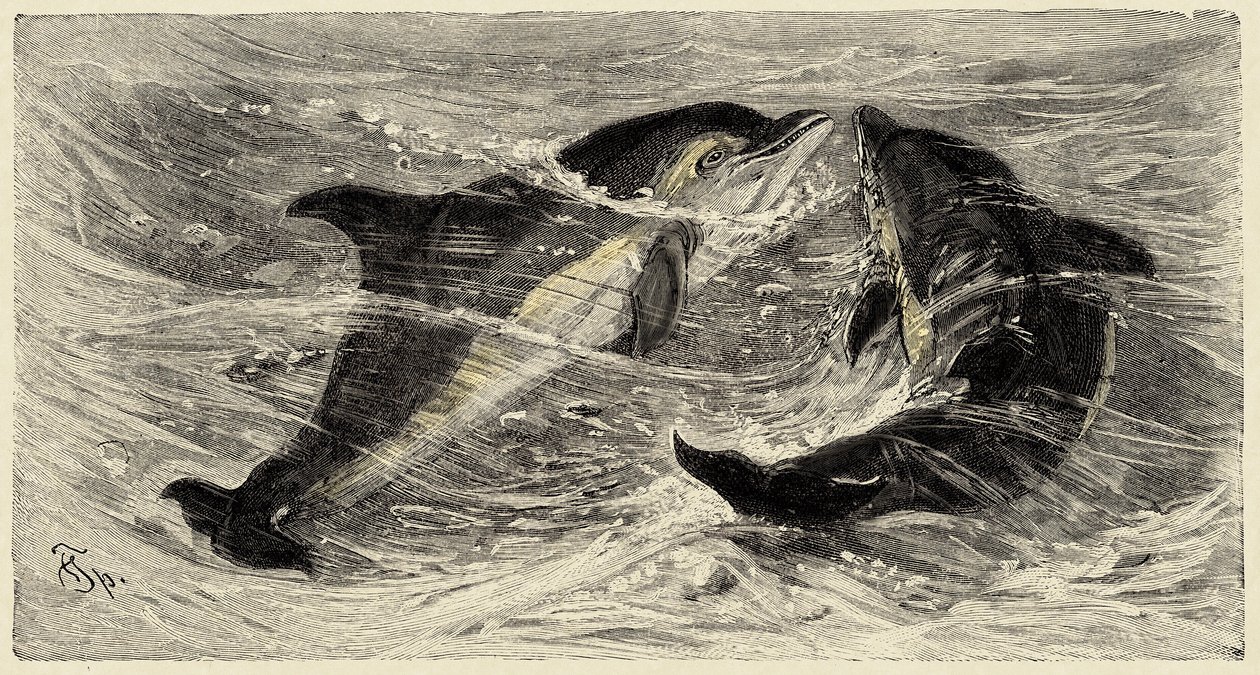 動物学：イルカ（delphinus delphis）について、カルロ・ヴォクトとフェデリコ・シュペヒトが1884年の "Natural history illustree: mammals "に記述し、図解している。 作： 無名の画家