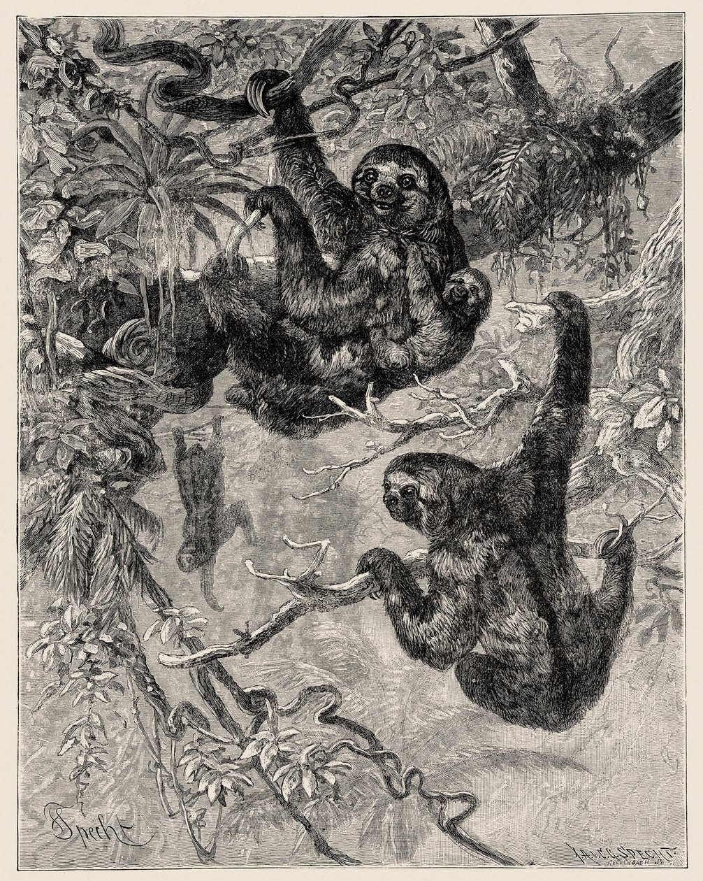 動物学：Carlo VogtとFederico Spechtにより "Illustree Natural History "に記載され、図解されている：哺乳類」1884年 作： 無名の画家